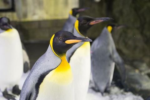 Sydney Attraction Pass: Darling Harbour Experience Ticket - Surfers Gold Coast 1