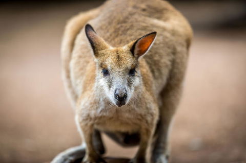 Blue Mountains Nature And Wildlife Day Tour From Sydney - Surfers Gold Coast 18
