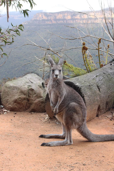 Blue Mountains Nature And Wildlife Day Tour From Sydney - Surfers Gold Coast 10