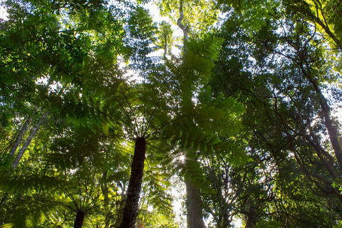 Blue Mountains Nature And Wildlife Day Tour From Sydney - Surfers Gold Coast 31