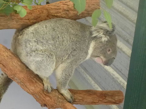 Blue Mountains Day Trip From Sydney Including Scenic World - Surfers Gold Coast 3