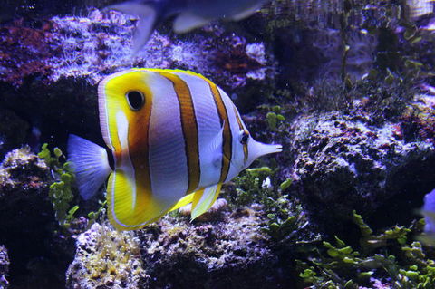 SEA LIFE Sydney Aquarium Entrance Ticket - Surfers Gold Coast 7
