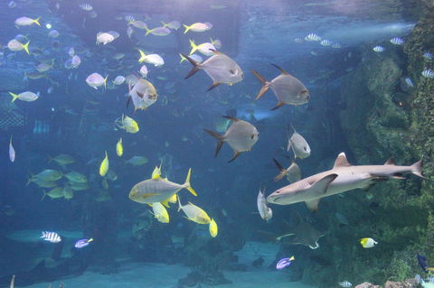 SEA LIFE Sydney Aquarium Entrance Ticket - Surfers Gold Coast 9
