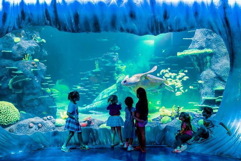 SEA LIFE Sydney Aquarium Entrance Ticket - Surfers Gold Coast 0