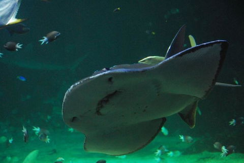 SEA LIFE Sydney Aquarium Entrance Ticket - Surfers Gold Coast 20