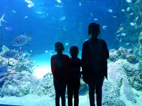 SEA LIFE Sydney Aquarium Entrance Ticket - Surfers Gold Coast 10