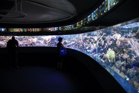 SEA LIFE Sydney Aquarium Entrance Ticket - Surfers Gold Coast 23