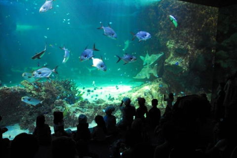 SEA LIFE Sydney Aquarium Entrance Ticket - Surfers Gold Coast 21
