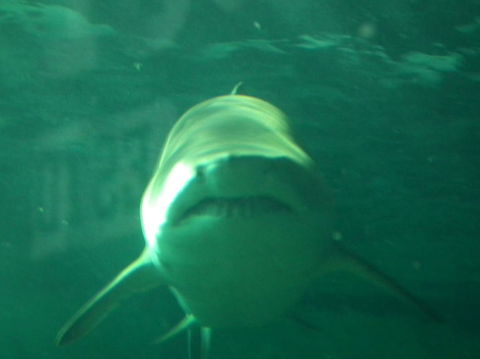 SEA LIFE Sydney Aquarium Entrance Ticket - Surfers Gold Coast 13