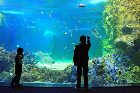 SEA LIFE Sydney Aquarium Entrance Ticket - Surfers Gold Coast 15