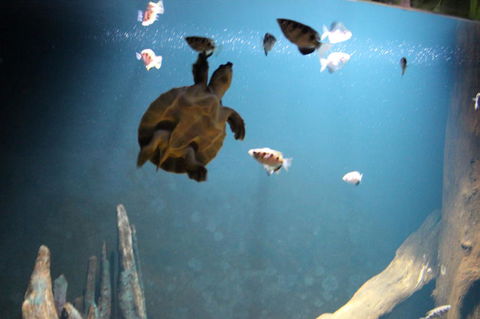 SEA LIFE Sydney Aquarium Entrance Ticket - Surfers Gold Coast 4