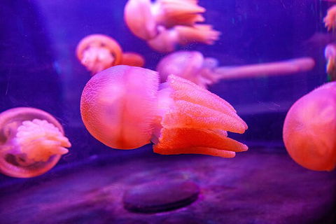 SEA LIFE Sydney Aquarium Entrance Ticket - Surfers Gold Coast 31