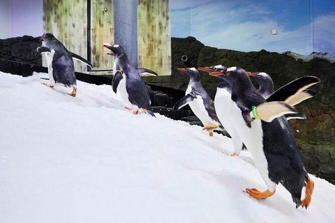 SEA LIFE Sydney Aquarium Entrance Ticket - Surfers Gold Coast 32