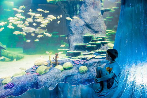 SEA LIFE Sydney Aquarium Entrance Ticket - Surfers Gold Coast 28