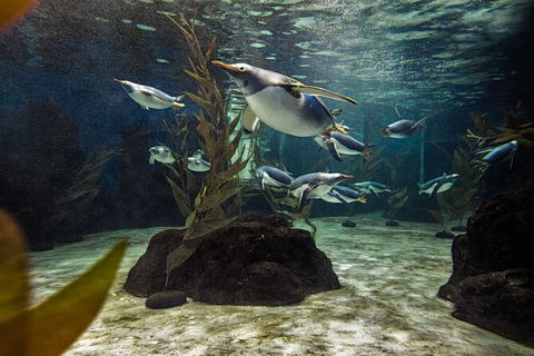 SEA LIFE Sydney Aquarium Entrance Ticket - Surfers Gold Coast 29