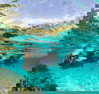 Sydney 3-Hour Snorkeling Tour - Surfers Gold Coast