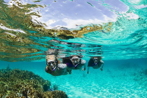 Sydney 3-Hour Snorkeling Tour - Surfers Gold Coast 0