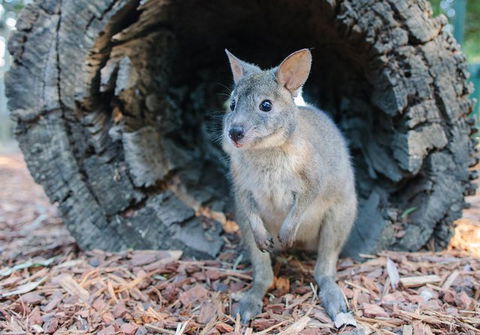 Featherdale Wildlife Park General Admission - Surfers Gold Coast 1