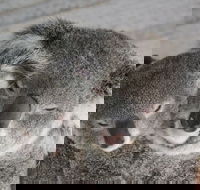 Featherdale Wildlife Park General Admission - Surfers Gold Coast