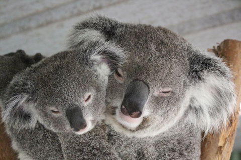 Featherdale Wildlife Park General Admission - Surfers Gold Coast 0