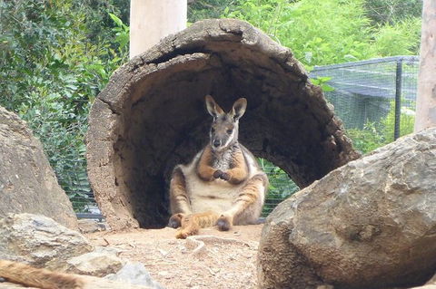 Featherdale Wildlife Park General Admission - Surfers Gold Coast 6