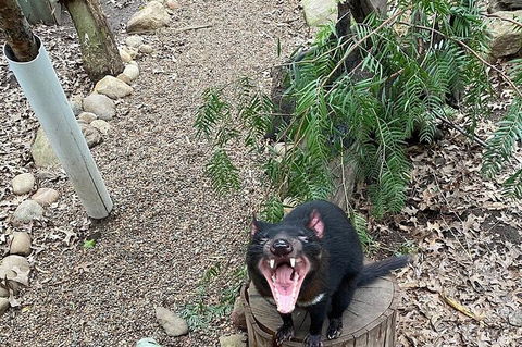 Featherdale Wildlife Park General Admission - Surfers Gold Coast 3