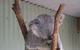 Featherdale Wildlife Park General Admission - thumb 7