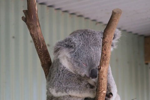 Featherdale Wildlife Park General Admission - Surfers Gold Coast 7
