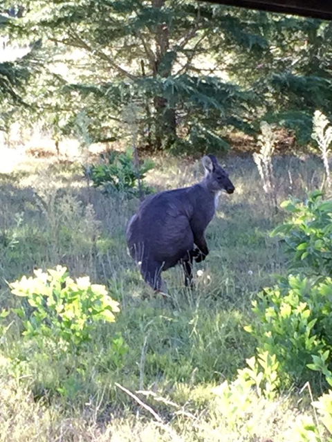 Wild Australian Wildlife 4WD Tour From Sydney - Surfers Gold Coast 9