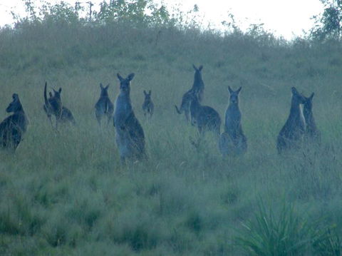 Wild Australian Wildlife 4WD Tour From Sydney - Surfers Gold Coast 12