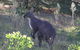 Wild Australian Wildlife 4WD Tour From Sydney - thumb 11