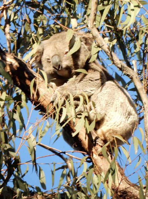 Wild Australian Wildlife 4WD Tour From Sydney - Surfers Gold Coast 4