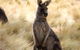 Wild Australian Wildlife 4WD Tour From Sydney - thumb 7