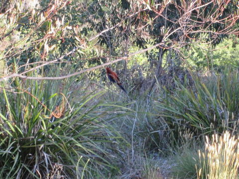 Wild Australian Wildlife 4WD Tour From Sydney - Surfers Gold Coast 23