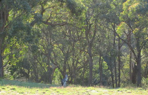 Wild Australian Wildlife 4WD Tour From Sydney - Surfers Gold Coast 25