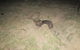 Wild Australian Wildlife 4WD Tour From Sydney - thumb 14