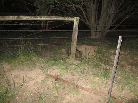 Wild Australian Wildlife 4WD Tour From Sydney - Surfers Gold Coast 15