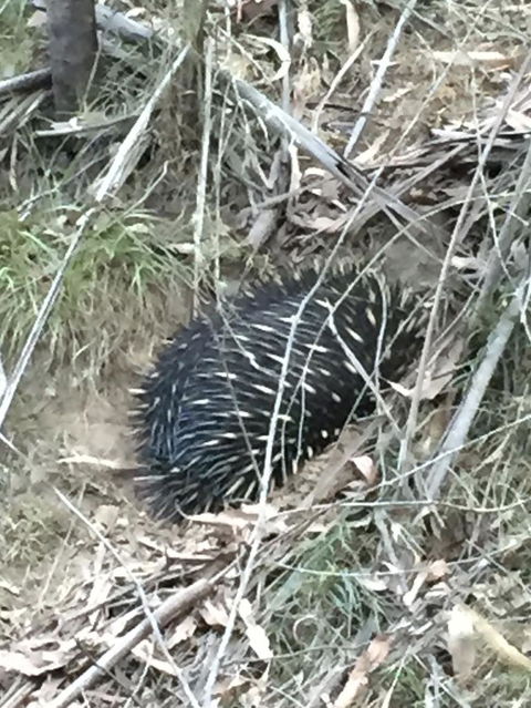 Wild Australian Wildlife 4WD Tour From Sydney - Surfers Gold Coast 10