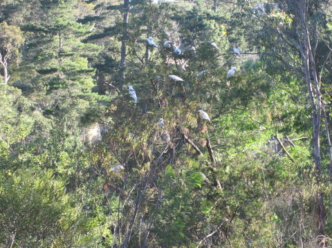 Wild Australian Wildlife 4WD Tour From Sydney - Surfers Gold Coast 24