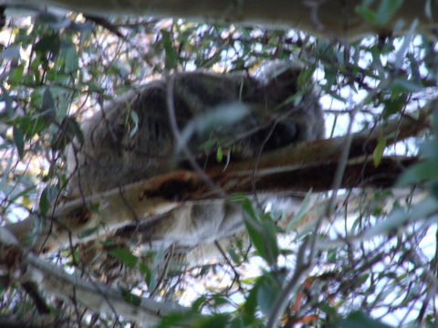 Wild Australian Wildlife 4WD Tour From Sydney - Surfers Gold Coast 8