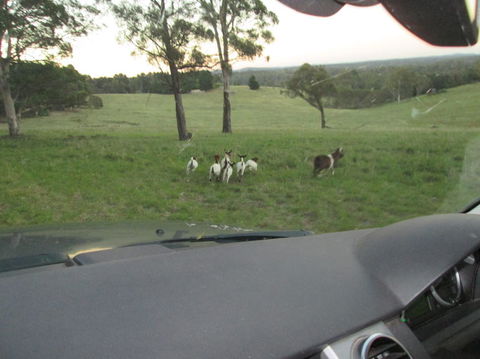 Wild Australian Wildlife 4WD Tour From Sydney - Surfers Gold Coast 16