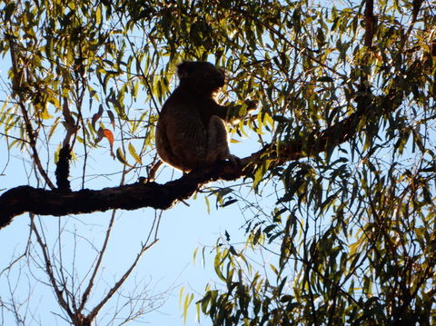 Wild Australian Wildlife 4WD Tour From Sydney - Surfers Gold Coast 6