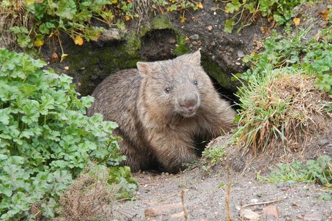 Wild Australian Wildlife 4WD Tour From Sydney - Surfers Gold Coast 27