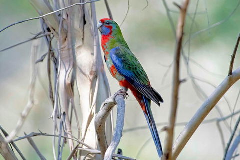 Wild Australian Wildlife 4WD Tour From Sydney - Surfers Gold Coast 32