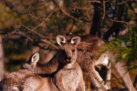 Wild Australian Wildlife 4WD Tour From Sydney - Surfers Gold Coast 33