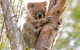 Wild Australian Wildlife 4WD Tour From Sydney - thumb 28