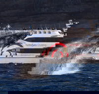 3 Hour Discovery Cruise Ultimate Whale Watching Experience - Surfers Gold Coast