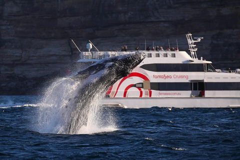 3 Hour Discovery Cruise Ultimate Whale Watching Experience - Surfers Gold Coast 0