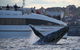 3 Hour Discovery Cruise Ultimate Whale Watching Experience - thumb 4