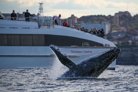 3 Hour Discovery Cruise Ultimate Whale Watching Experience - Surfers Gold Coast 4